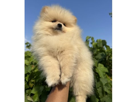 Pomeranian Boo Yavrular