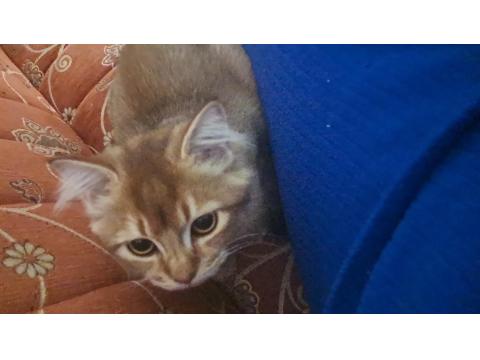 British Ve Tekir Kırma