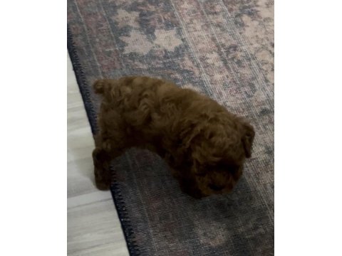 Tea Cup Toy Poodle