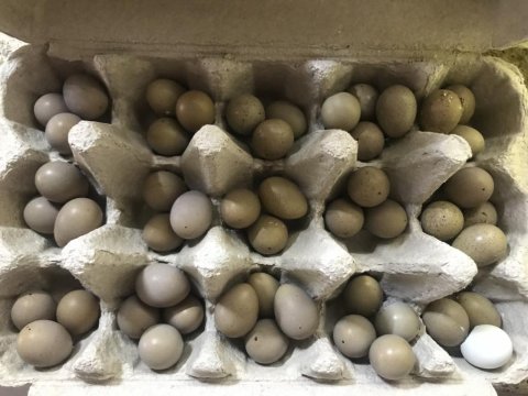 Japon Bıldırcın Yumurtaları Eşli