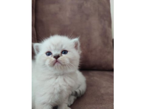 Ayi Surat British Shorthair Yavrular