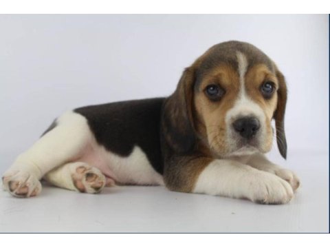 Dünya Tatlısı Beagle Yavruları