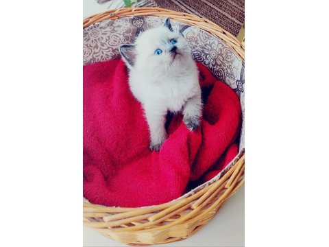 A Kalite Blue Point Yavru Kediler