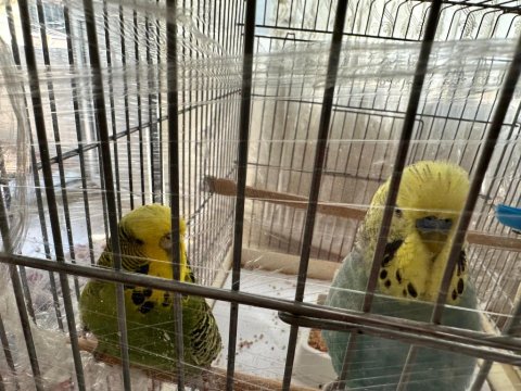 Jumbo Muhabbet Kuşu