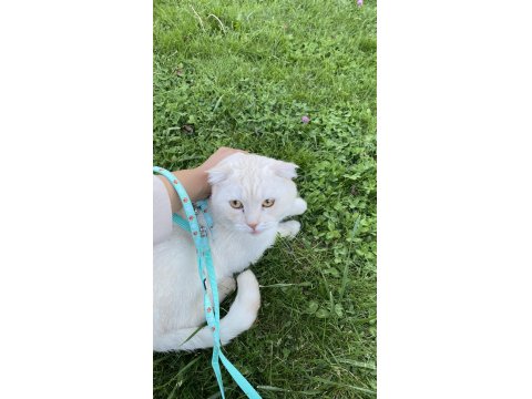 Scottish Fold Oğluma Yuva Arıyorum