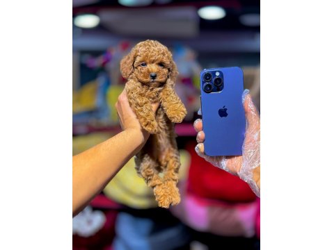 Sevimli Toy Poodle