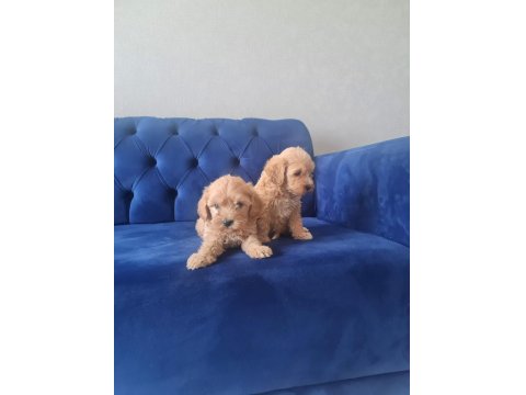 Teslime Hazır Tuvalet Eğitimli Maltipoo Minnaklarım