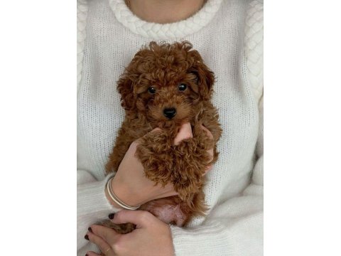 Sağlık Ve Irk Garantili 2 Aylık Poodle Köpekleri