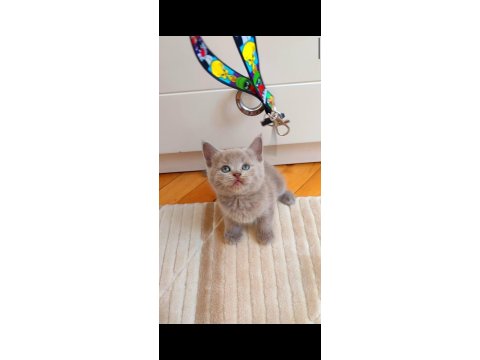 Gri Lilac Erkek Ve Dişi Yavru Kediler