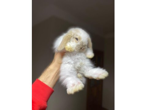 Safkan Hollanda Cüce Ve Mini Tavşanı Her Yere Gönderi