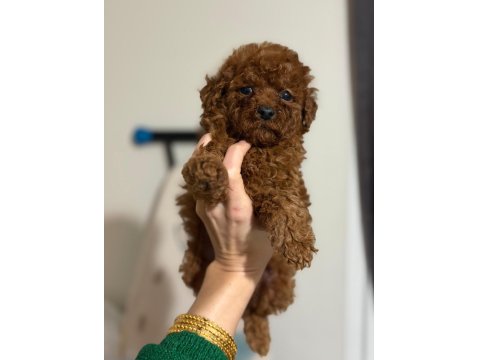 Toy Poodle Cinsi Yavrularım