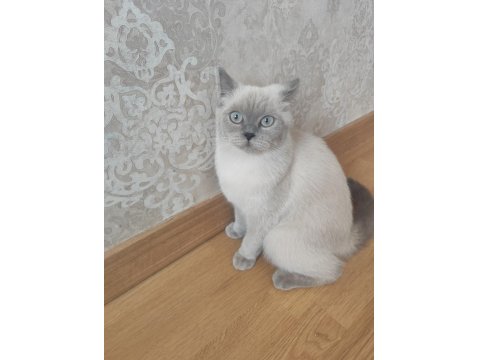 British Shorthair Blue Point