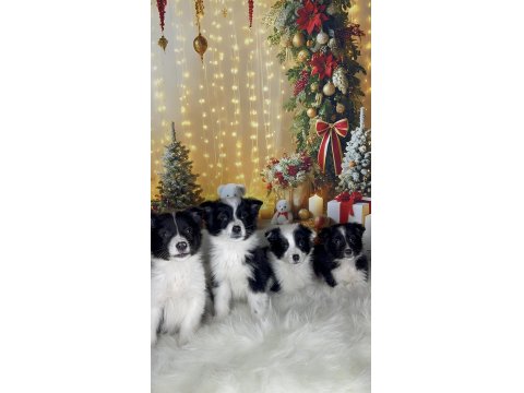 Zeka Küpü Border Collie Çocuklar