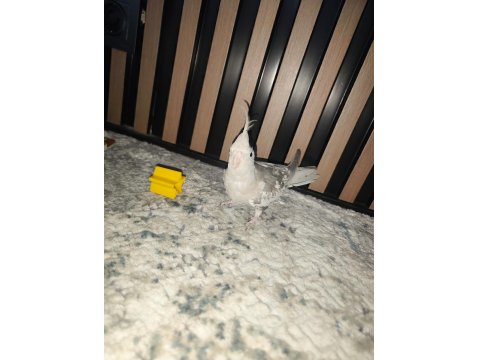 Yeme Düşmüş Ele Alışık Sultan Papağanı