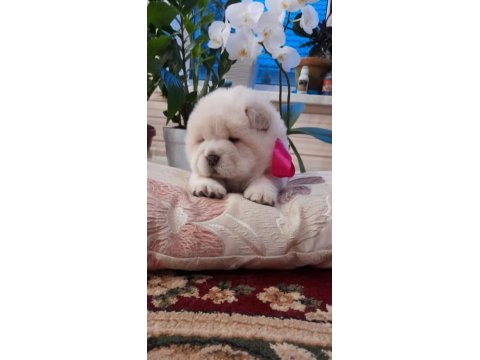 Chow Chow Yavruları