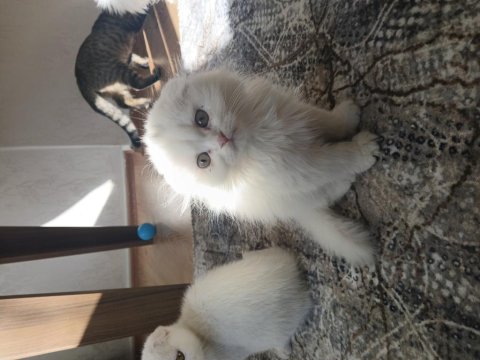 Kar Beyaz Scottish Fold Yavrularımız