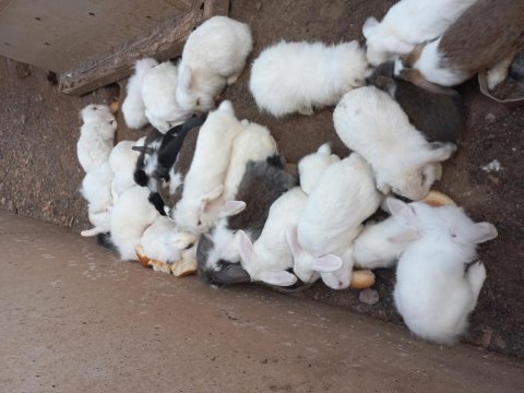 Hollanda Lop Tavşanlar