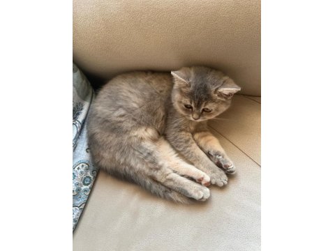 Kedimize Yuva Arıyoruz