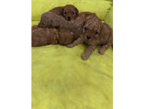 A Kalite Toy Poodle Bebekler