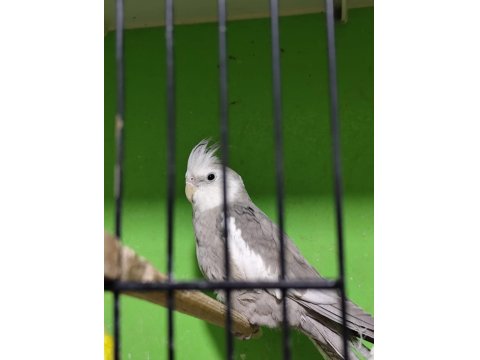 Sağlam Kan Hattı Olan Takım Sultan Papağanı