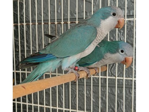 Yuva Hazırlığında Keşiş Monk Papağanları