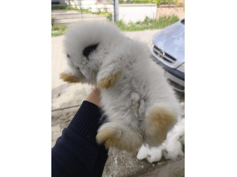 Safkan Hollanda Lop Tavşanı Bebekler