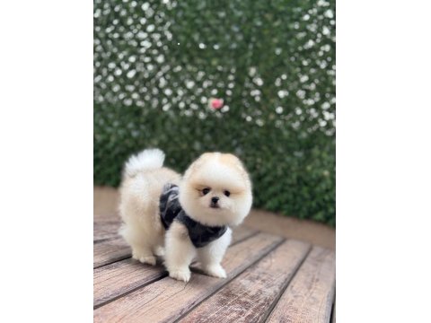 Dişi Ve Erkek Teddy Bear Garantili Pomeranian