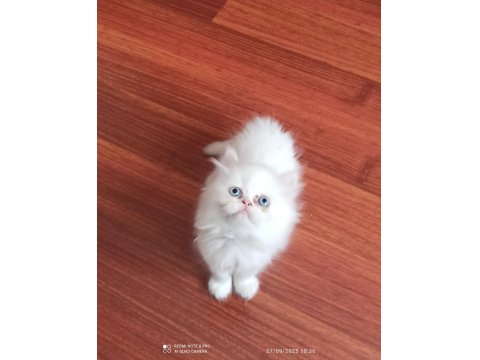 Teslime Hazır 50 Günlük Erkek Chinchilla Yavrular