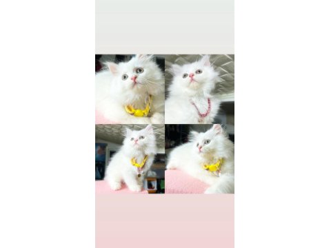 Sağlıklı British Yavrular