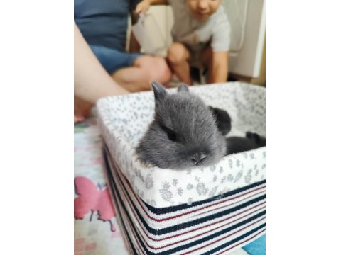 Orjinal Safkan Cüce Tavşanımız