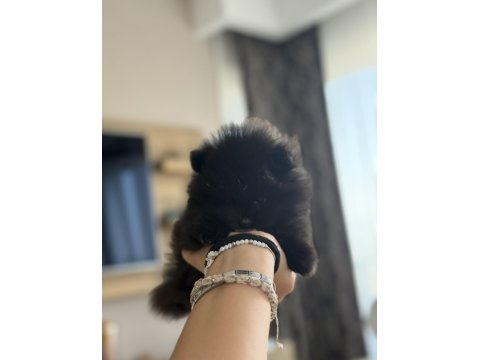 Siyah Nadir Renk Pomeranian
