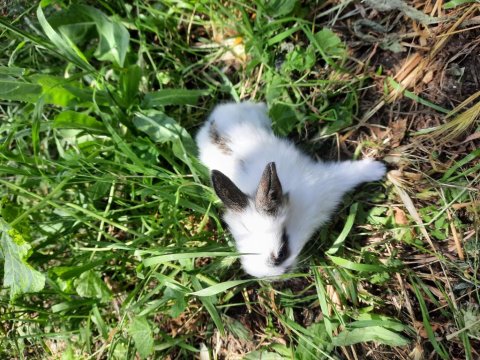 Kaliforniya Damalı Tavşan