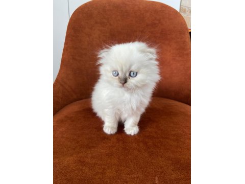 Scottish Fold Longhair Blue Point