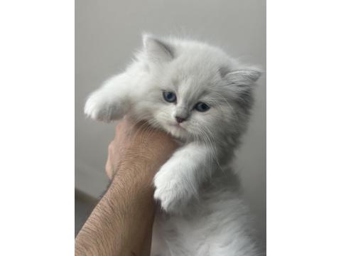 1.5 Aylık Mavi Gözlü British Longhair Yavru