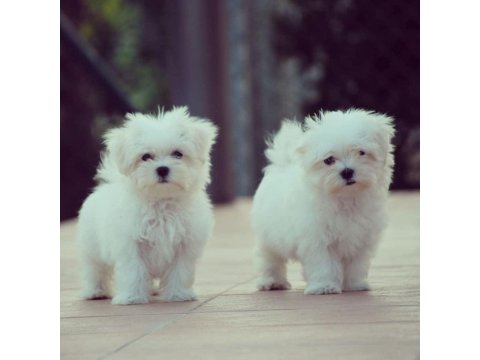 Dünya Tatlısı Maltese Yavruları