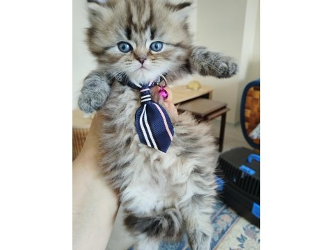 Çiko Yavru Kedimizyeni Sahiplerini Bekliyor