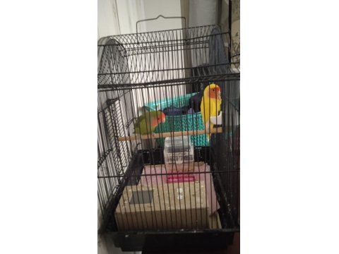 Sevda Papağanımız