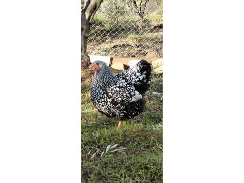 Silver Wyandotte Civcivler