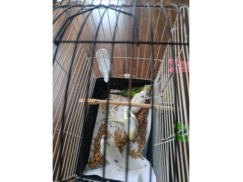 Yeni Yeme Düşmüş Yavru Muhabbet Kuşlar