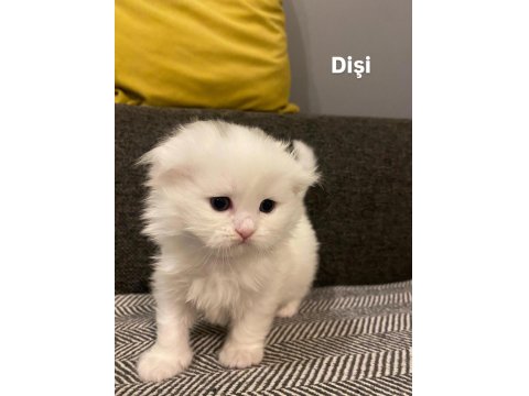 Rezerveye Açık 1 Aylık Scottish Fold Yavrular