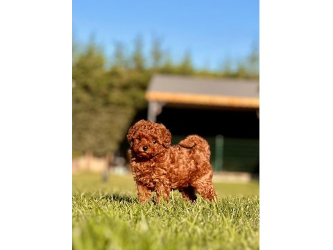 Poodle Çiftliğinden Toy Poodle Yavrularımız