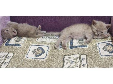 British Shorthair Kediler