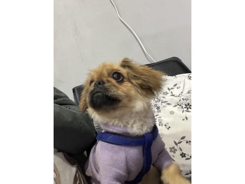 5 Aylık Dişi Pekingesse