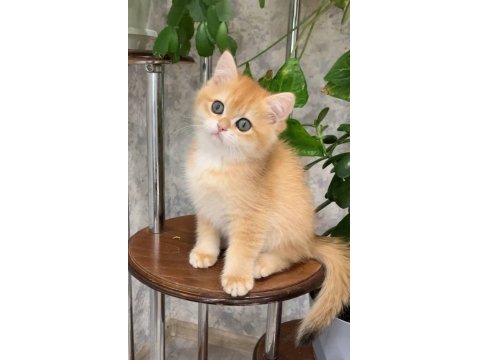 Dünya Güzeli Golden British Shorthair