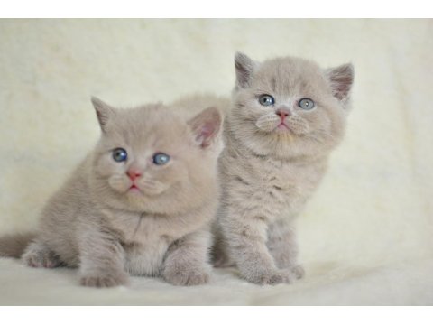 Top Kafa Lilac British Shorthair Yavrularımız