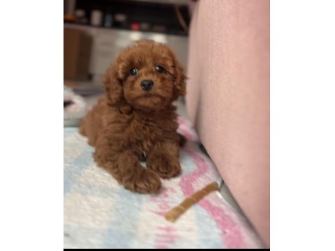 3 Aylık Yavru Erkek Toy Poodle