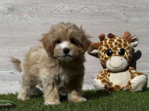 Sevimli Maltipoo Yavruları
