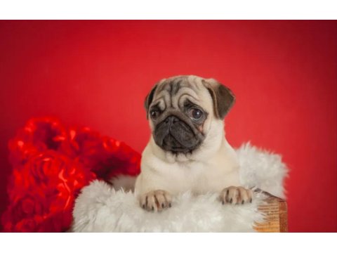 Pug Mops Köpekler Rıfkılar