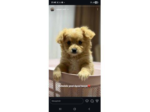 Maltipoo 3 Aylık Yavru