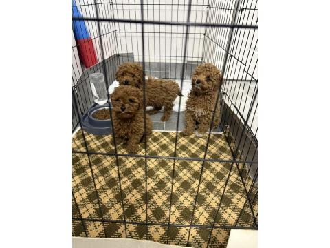 Toy Poodle Dişi Ve Erkek Teslime Hazır Yavrular